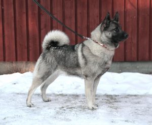 FI KVA Kieskisen Hilda